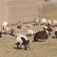 40تا بز با 4تانربز|حیوانات مزرعه|سبزوار, رباط|دیوار