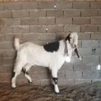 فروش یک ساله