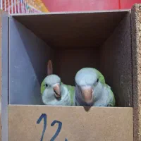 جفت راهب ، ، شاه طوطی و ملنگو و کوتوله