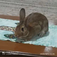 خرگوش نر