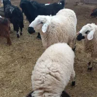 قوچ‌فروسی|حیوانات مزرعه|جلگه ماژان, |دیوار