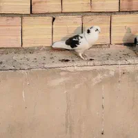 کفتر بلژیکی شهرستانی دورگ