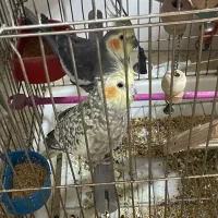 عروس هلندی نر و ماده کار داده
