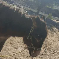 خر عالی|حیوانات مزرعه|دهدشت, |دیوار