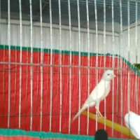 قناری ماده کشیده