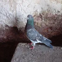 ی عدد تاپ سبز نر بفروش میرسد