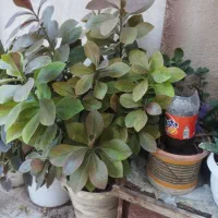 گل طبیعی فردوس