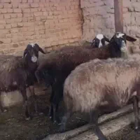 25 راس میش با بره