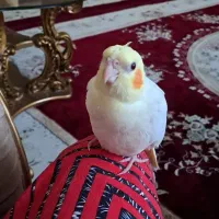 عروس هلندی ماده جوان و سر حال.|پرنده|مشهد, حجاب (شهرک غرب)|دیوار