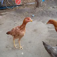 مرغ لاری|حیوانات مزرعه|تربت جام, پاسداران|دیوار