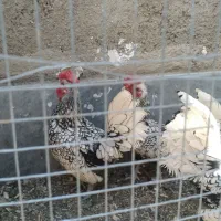 خروس میناتوری سیبرات سفید|حیوانات مزرعه|نهاوند, |دیوار