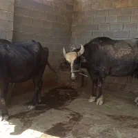فروش گاومیش درجه یک|حیوانات مزرعه|گتوند, |دیوار