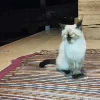 گربه بیرمن
