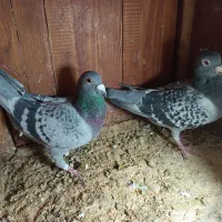 کبوتر خارجی