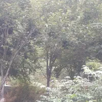 فروش یک قطعه زمین ویلایی لاکچری در آستارا|فروش زمین و ملک کلنگی|لوندویل, |دیوار