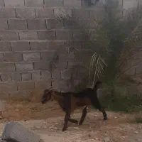 فروش و معاوضه