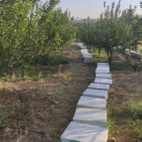 فروش کندو عسل