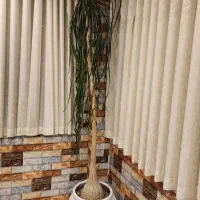 گل های زیبا و بزرگ و مناسب