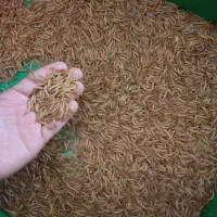 میلورم خشک و زنده