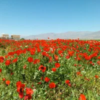 استخدام‌ پرستار‌ سالمند‌ خانم‌ شبانه‌ روزی