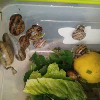 تولید و پخش حلزون جهت جوان سازی پوست