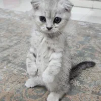 واگذاری گربه اسکاتیش