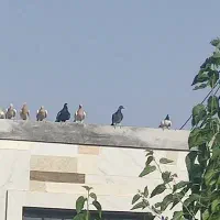 کبوتر پرشی|پرنده|چناران, |دیوار