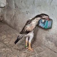 جوجه مرغ دوماهه اوشامو