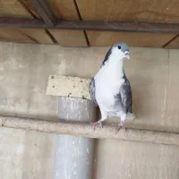 نرا ماده زره دمگیر بدرنگ|پرنده|خمینیشهر, |دیوار