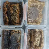 عسل طبیعی کوهستان|خوردنی و آشامیدنی|جوانرود, |دیوار