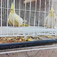 عروس هلندی|پرنده|خاش, |دیوار