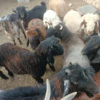 فروش بره و کهره