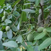 باغ نقلی اتاقدار در پل زمانخان|فروش زمین و ملک کلنگی|اصفهان, تیران|دیوار