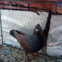 کبوتر سرور و سرخ|پرنده|کرمان, |دیوار