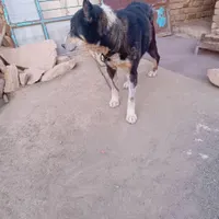 سگ هاسکی نگهبان واکسن زده|سگ|بهار, |دیوار
