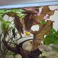 نیلوفر تایگر  ، گرین اسکات|ماهی|کرمانشاه, |دیوار