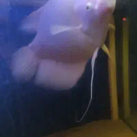 ماهی اسفراناموس ۵۰ سانت