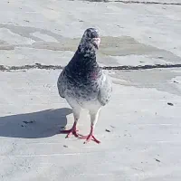 سوسکی سبز قلدر کسی خواست درخدمتم|پرنده|تربت جام, یحیی آباد|دیوار