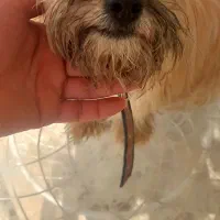 سگ واگذار می گردد