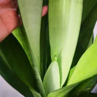 سانسوریا مهتابی حدودا 7 غلاف|گل و گیاه طبیعی|قم, انسجام|دیوار