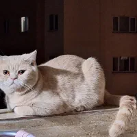 واگذاری گربه بیریتیش نر