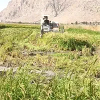 برداشت برنج با کمباین زنجیری