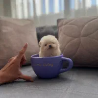 سگ فنجونی واقعی در ایران