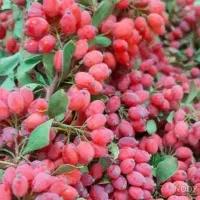 زرشک تازه مستقیم از باغ