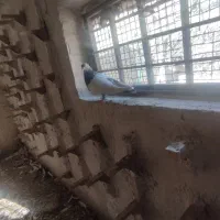 کفتر سینه سبز بی‌عیب