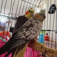 عروس هلندی نروماده با ۴تا تخم