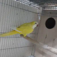 راهب ماده بالغ