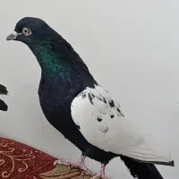 ۵تا کفتر نر