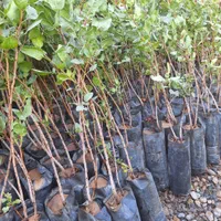 نهاع پسته درشت|خدمات باغبانی و درختکاری|فلاورجان, |دیوار