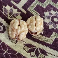 گردو